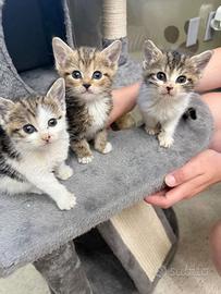 Gatto di due mesi