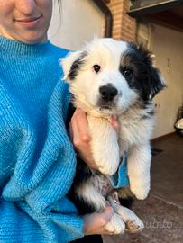 Cucciole pastore australiano