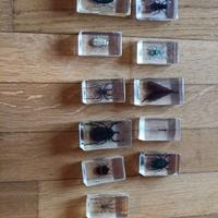 Insetti imbalsamati sotto resina 