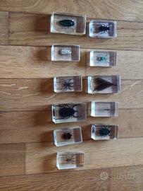 Insetti imbalsamati sotto resina 