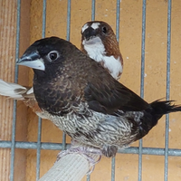 Passeri del Giappone