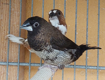 Passeri del Giappone