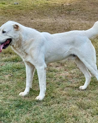 Maschio Adulto 3 anni da Guardia