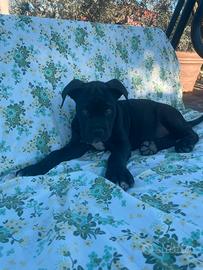 Cane corso