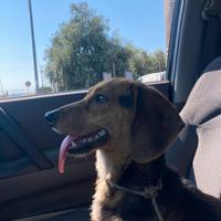Fulvo di Bretagna X Beagle