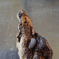 Cubaris sp. "white side"