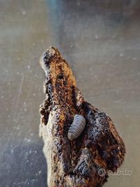 Cubaris sp. "white side"