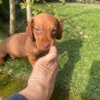 Maschietto di bassotto nano