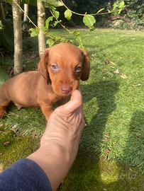 Maschietto di bassotto nano