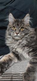 Stupende Cucciole maine coon