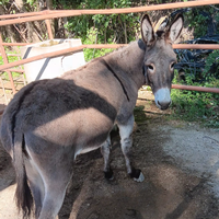 Vendita asino con documenti in regola