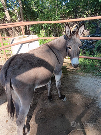 Vendita asino con documenti in regola
