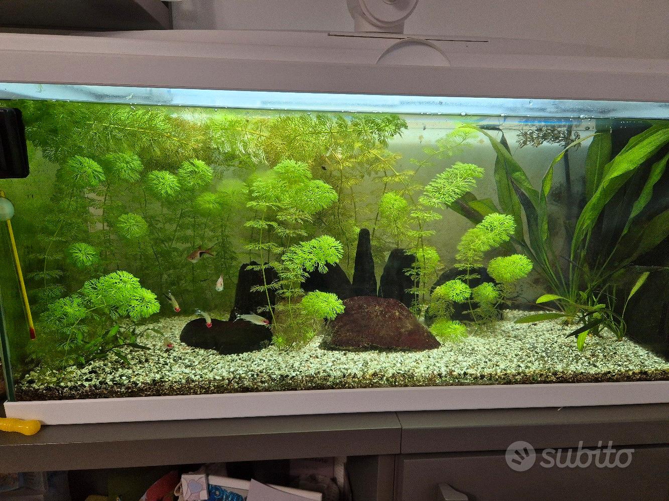 Aquario da 60 litri completo di tutto