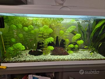 Aquario da 60 litri completo di tutto