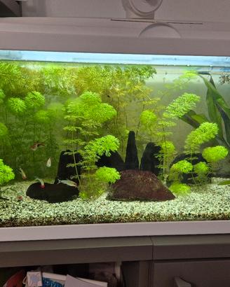 Aquario da 60 litri completo di tutto