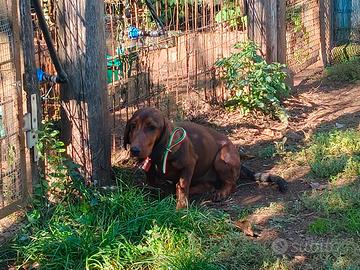 dachsbracke femmina con pedigree 