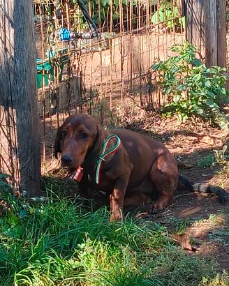 dachsbracke femmina con pedigree 