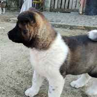 Cuccioli akita americano