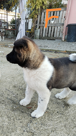 Cuccioli akita americano