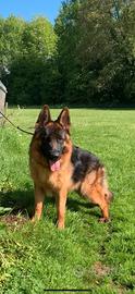 Disponibile cucciolone maschio Pastore Tedesco