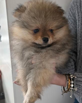 Volpino di pomerania / spitz tedesco nano