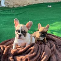 Cuccioli bulldog francese, femmine