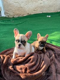 Cuccioli bulldog francese, femmine