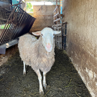 Esemplare di montone romanov