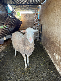 Esemplare di montone romanov