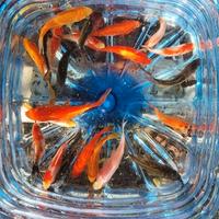 Pesci Rossi Koi Shubunkin Cometa canarini Carassi