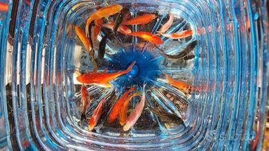 Pesci Rossi Koi Shubunkin Cometa canarini Carassi