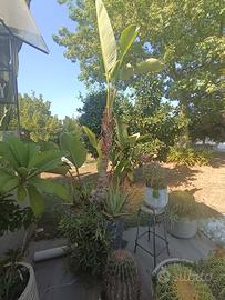 Strelitzia nicolai 