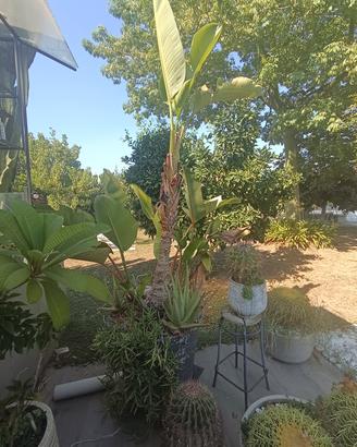 Strelitzia nicolai 