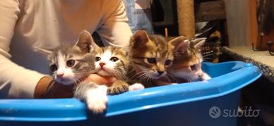 Gattini , cuccioli di gatto