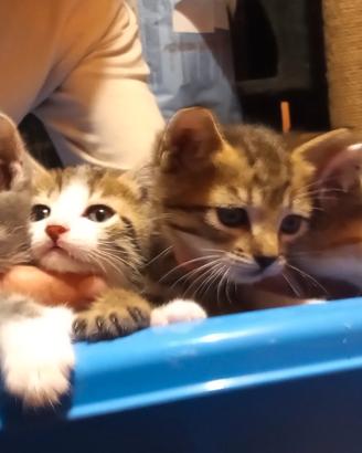 Gattini , cuccioli di gatto