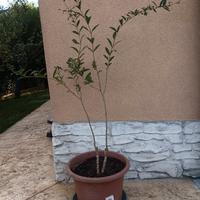 Pianta di melograno