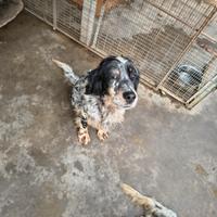 Cane setter inglese tricolore