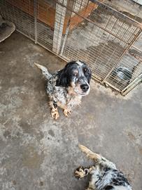 Cane setter inglese tricolore