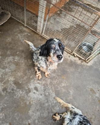 Cane setter inglese tricolore