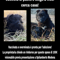 Cucciola di pastore belga 2 mesi