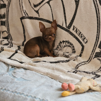 Chihuahua