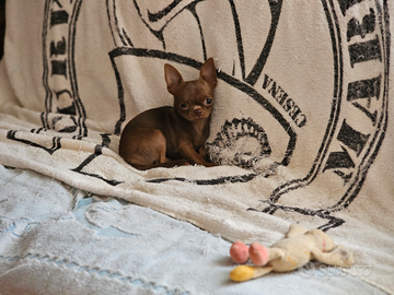 Chihuahua