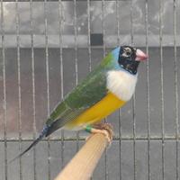 Diamante di Gould maschio