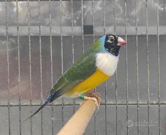 Diamante di Gould maschio