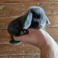 Conigli nani minilop di varie colorazioni