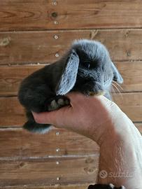 Conigli nani minilop di varie colorazioni