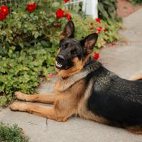 Cucciola di pastore tedesco 7 mesi