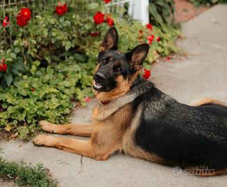 Cucciola di pastore tedesco 7 mesi