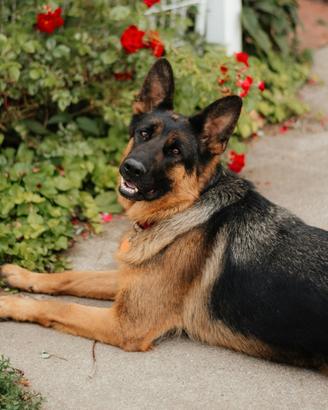 Cucciola di pastore tedesco 7 mesi