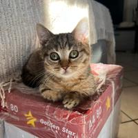 Gattini Munchkin a zampe corte e zampe lunghe